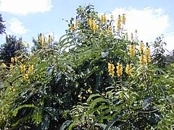 Image result for Senna singueana