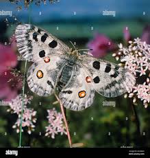 Image result for Parnassius apollo