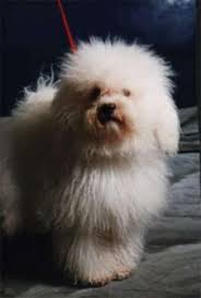 Resultado de imagen para imagenes de perro bichÃ³n boloÃ±Ã©s