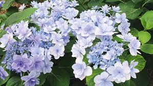 Not Your Ordinary Hydrangea Hydrangea Varieties Summer Flowers To Plant Hydrangea Petiolaris