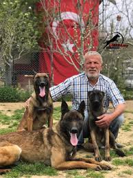 Dişi, erkek belgian malinois ücretsiz sahiplendirme ilanları fiyat nedir ve ne kadar bilgisi için sitemizi gezin. Fatih Bal Hayatini Kopeklere Adayip Kopek Ciftligi Kurdu