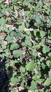 Image result for Boerhavia repens