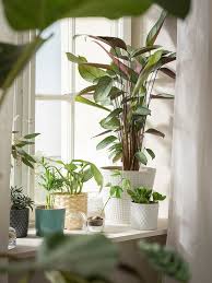 Chiafron Plant Pot White Height 8 Ikea House Plants Decor White Plants Plant Decor