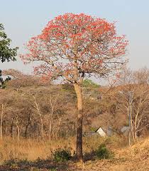Image result for Erythrina abyssinica