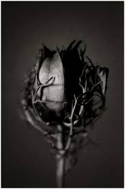 Pin By Sogand Fl On Dep Still Life Photography Black Rose Photography
