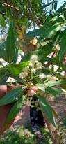 Image result for Conocarpus erectus
