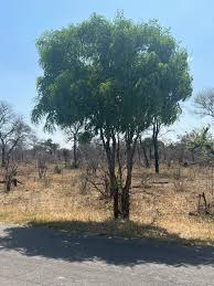 Image result for Heywoodia