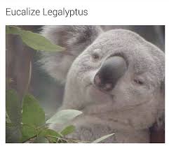 Eucalize Legalyptus Koala Bear Koala Funny Koala