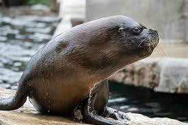 Check spelling or type a new query. Tiergarten Schonbrunn Trauert Um Robben Mannchen Comandante Vienna Online