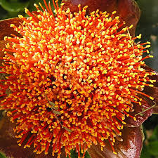 Image result for Scadoxus membranaceus