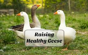 The basic design matches that of the duck house but stands a bit. How To Raise Healthy Geese For The Backyard Farm Timber Creek Farm