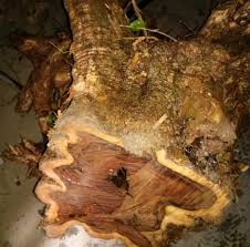 Kemuning merupakan tumbuhan tropis yang dapat mencapai tinggi 7 meter dan berbunga sepanjang tahun,kemuning biasa tumbuh liar disemak belukar, tepi hutan, atau ditanam sebagai tanaman hias dan tanaman pagar, biasanya jenis yang berdaun kecil dan lebat. Kemuning Emas Kemuning Hitam Hasil Hutan Home Facebook