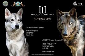 Would like some personal service? Tamaskan Dog Register Tdr Inc Twitter