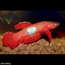 Betta Coccina Betta Fish Fish Pet