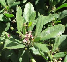 Image result for Zaleya