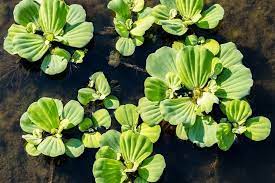 Which will improve the survival rate of your fish fry and baby shrimp. Water Lettuce Fishkeeping World