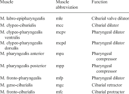 Muscle names are actually quite interesting. Suction Pump Muscles Of Cibarial And Pharyngeal Pump Of Prosoeca Sp Download Table