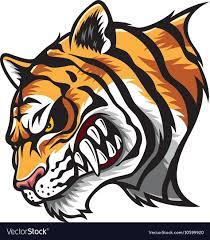 Angry Tiger Head Royalty Free Vector Image Vectorstock Angry Tiger Tiger Illustration Tiger Art