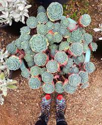 Image result for Micromeria imbricata