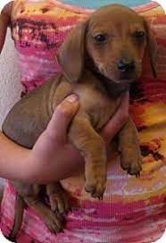 Puppies for sale dachshund bloomfield, new mexico, united states puppies are red in color and purebred but no papers, have current shots, all males. Corona Ca Dachshund Meet Doxie Pups B A Pet For Adoption