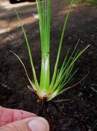 Image result for Eragrostis plana