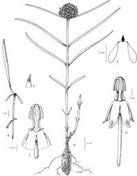 Image result for Xysmalobium heudelotianum