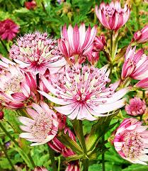 Astrantia Sparkling Stars Pink Top Qualitat Baldur Garten
