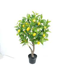 Kaffir limes, also known as makrut lime, are great for cooking, and they're easy to grow indoors. China Fake Fruits Tree Artificial Tree Plants Artificial Orange Tree Lemon Tree Bonsai For Sale China Fake Fruits Tree And Artificial Tree Plants Price