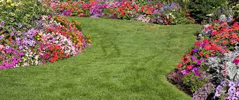 Tall fescue small white flowers in grass. Identifying Fighting And Preventing Lawn Diseases