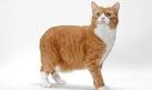 5 Facts You Should Know About Orange Cat Breeds - CATS VENTURE