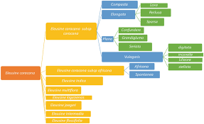 Image result for Eleusine kigeziensis