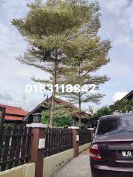 Check spelling or type a new query. Update Kawasan Kampung Cheras Baru Skop Kerja Potong Pokok Dan Bersih Kawasan Servispotongpokok Servistebangpokok Bersihkawasan Potongpokok Trimpokok Treecutting Kontraktor Tebang Potong Pokok Bersih Kawasan Dan Potong Rumput Facebook