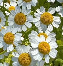 Image result for Parthenium