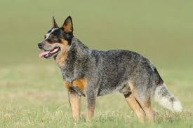 Is the australian cattle dog the right dog breed for you? Australian Cattle Dog Hundefunde
