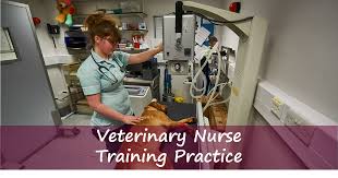 Nurse Training - Hampden Vets