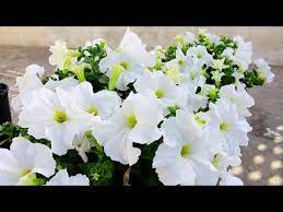 Petunia Flower Name In Urdu Best Flower Wallpaper