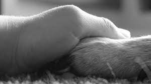 Lap of love's mobile veterinarians focus on veterinary hospice, in home euthanasia and consultations for your terminally ill or elderly pet. In Home Pet Euthanasia Dog Cat Euthanasia At Home Seattle Area Compassion 4 Paws