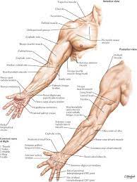 Olkapaan Anatomia In 2021 Human Muscle Anatomy Muscle Anatomy Arm Muscle Anatomy