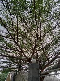 Image result for Terminalia mantaly