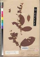 Image result for Baphia bequaertii