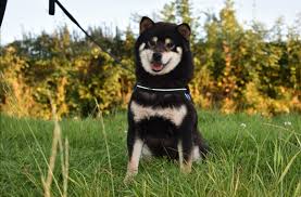 Shiba price will be lower than many existing cryptocurrencies, where developer wanted to provide. Japanese Shiba Inu Shiba Inu Breeders Specialists Uk