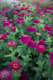 Pin On Gardening