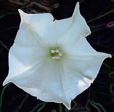 However, some species are night bloomers, opening in the evening and staying fresh until the next day. Flowers That Bloom Only At Night