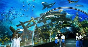 Aquarium ikan cupang unik dan gambarnya. Melihat Aquarium Unik Dunia Jual Ikan Surabaya