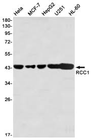 This dylight® 550 conjugate is formulated in 0.01 m phosphate buffered saline (150 mm nacl) pbs ph 7.4, 1% bsa and 0.09% sodium azide as a preservative. Rcc1 Antibody Mybiosource