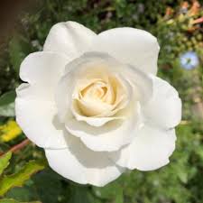 The june birth flowers are the rose and the honeysuckle. Gwz65jjiltaum