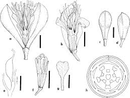 Image result for Isoberlinia angolensis