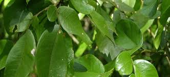 Image result for Scorodophloeus fischeri