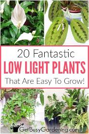The amount of light that you give your peace lily is entirely. 20 Fantastic Low Light Indoor Plants Houseplants That Love The Dark