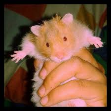 Pin By Kim Hintze On Hamsters Hamster Life Fur Mom Small Pets